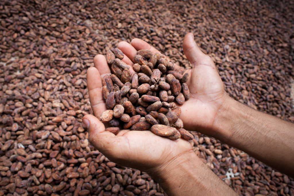 cacao de comercio justo de Fundopo - Cacao ecológico