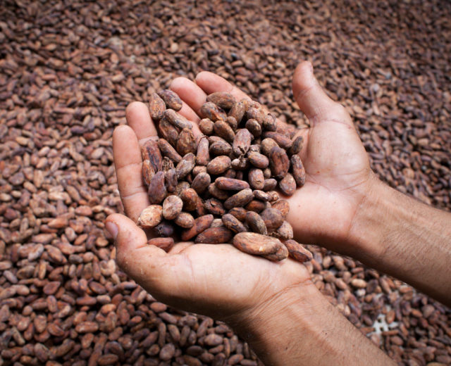cacao de comercio justo de Fundopo - Cacao ecológico