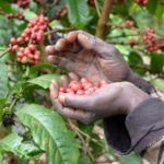 café ecológico