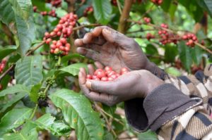 café ecológico