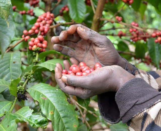 café ecológico