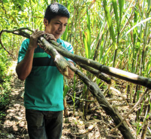 productor de panela de comercio justo en Perú