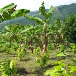 campo de árboles de cacao