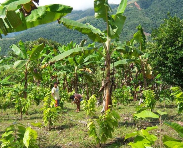 campo de árboles de cacao