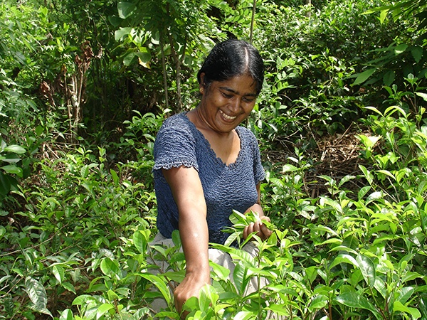 productora de té en biofoods
