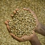 café de comercio justo en grano y verde
