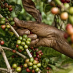 café en grano de comercio justo recolectado a mano