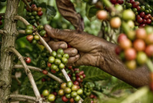 café en grano de comercio justo recolectado a mano