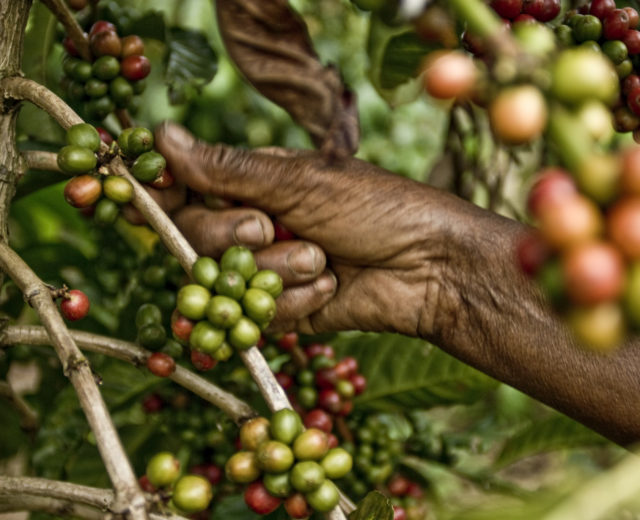 café en grano de comercio justo recolectado a mano