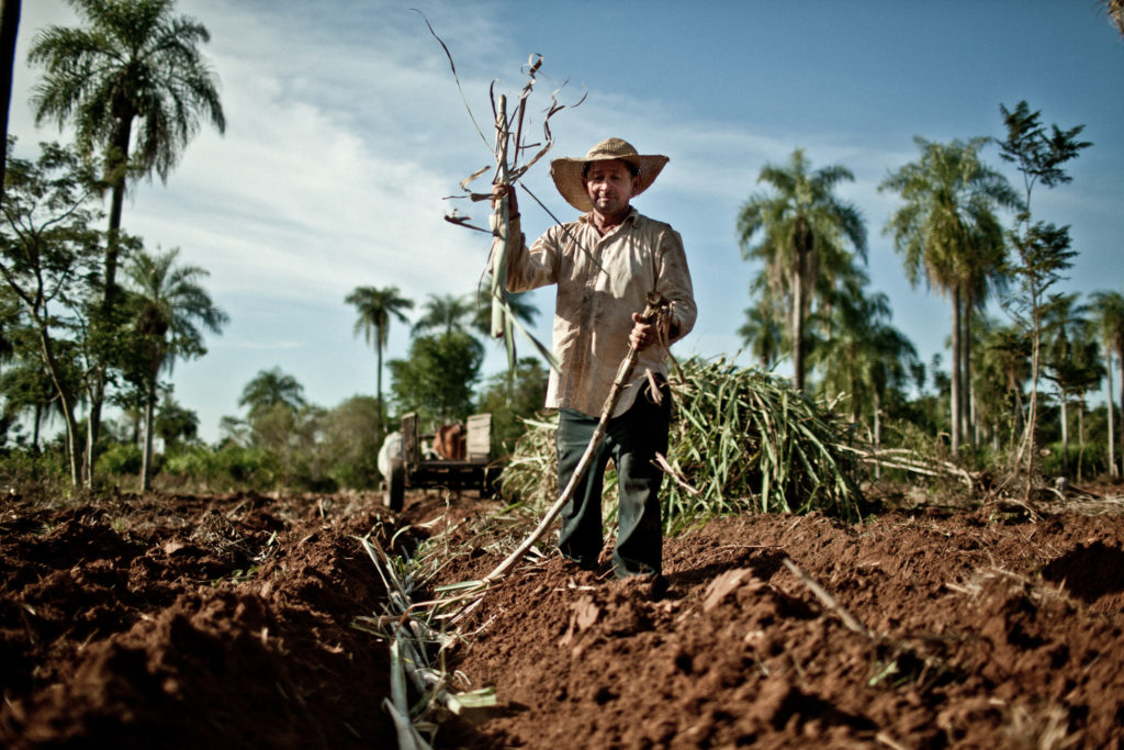productor de caña de comercio justo