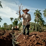 productor de caña de comercio justo