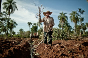 productor de caña de comercio justo