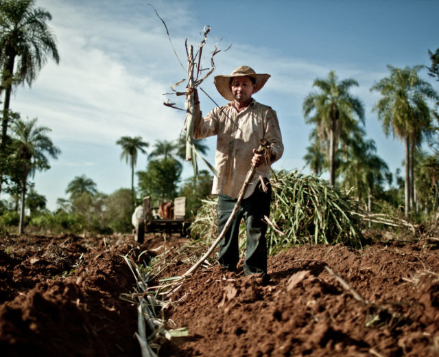 productor de caña de comercio justo