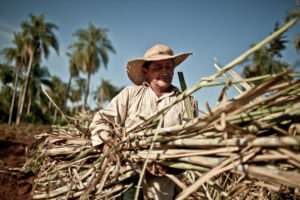 productor de caña de azúcar ecológica