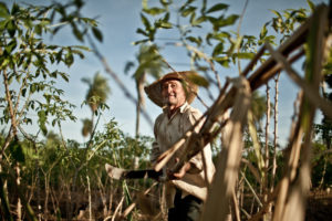 cultivo panela