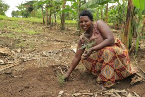 productora café comercio justo en ACPCU (Uganda)