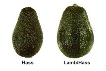 aguacate hass y lamb