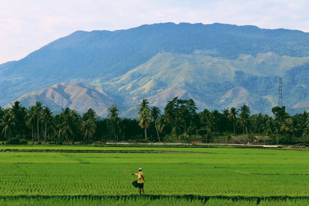 Campo de arroz en Tailandia