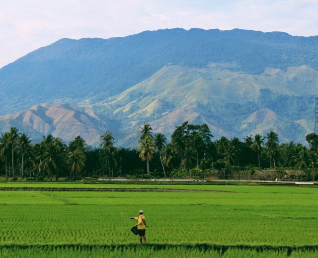 Campo de arroz en Tailandia