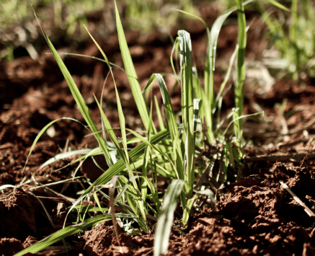 cultivo de azúcar de caña