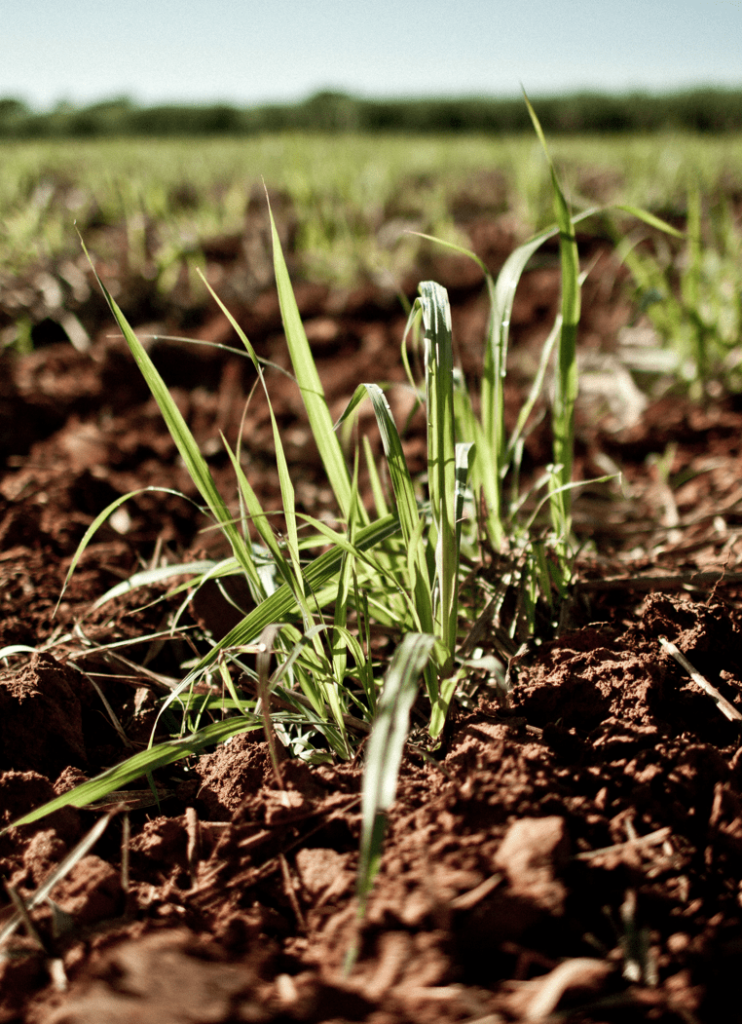 cultivo de azúcar de caña