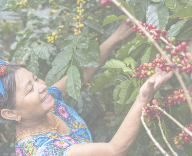 mujer recogiendo café de comercio justo en guatemala