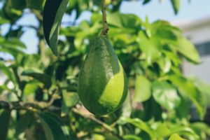aguacate ecológico en el árbol