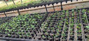 plantines árboles cooperativa azúcar