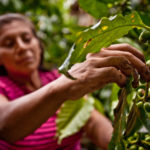 foto productora café tierra madre de comercio justo en Nicaragua