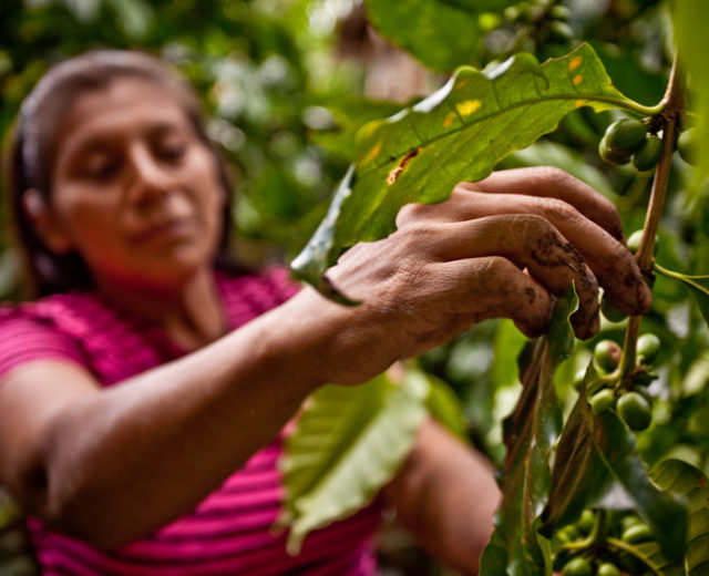 foto productora café tierra madre de comercio justo en Nicaragua