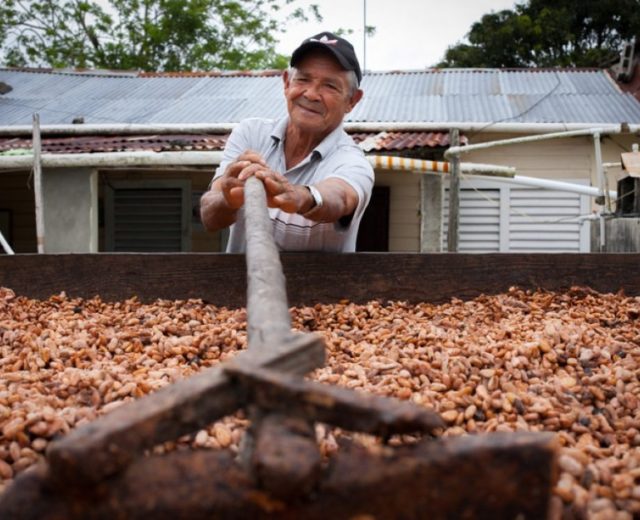 señor secando cacao de comercio justo