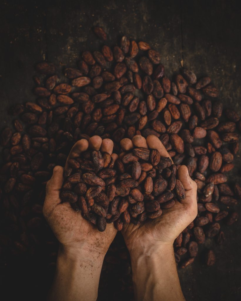 cacao en grano