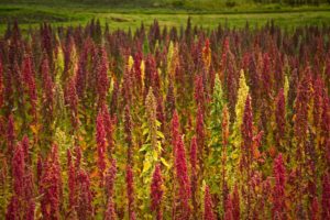 ¿Cómo se cultiva la quinoa?