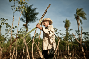 Silvestre Santacruz de Manduvirá trabajando su campo de caña de azúcar