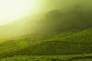 campos de te